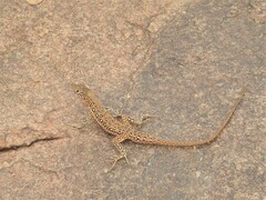 Pedioplanis lineoocellata