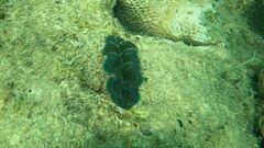 Tridacna crocea