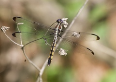Libellula vibrans