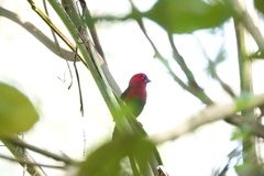 Spermophaga ruficapilla