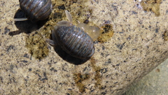 Exosphaeroma gigas