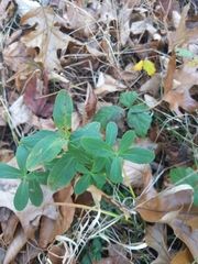Hypericum punctatum