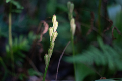 Liparis loeselii
