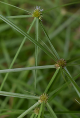 Cyperus aromaticus