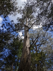 Eucalyptus ovata