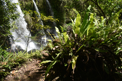 Microsorum punctatum