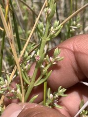 Nitrophila occidentalis