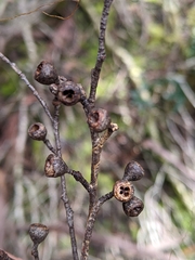Eucalyptus ovata