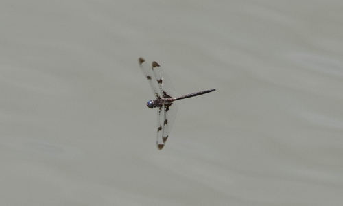 Prince Baskettail photographed in Oklahoma