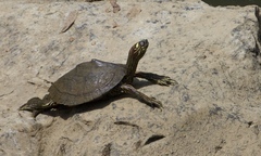 Graptemys ouachitensis