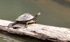 Graptemys ouachitensis