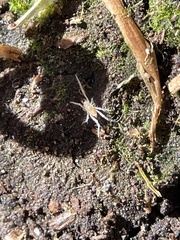 Rhagidiidae