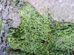 Metzgeria furcata