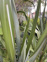Furcraea andina