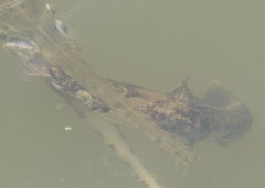 Pylodictis olivaris