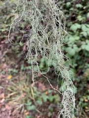 Usnea dasopoga