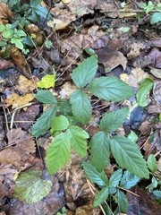 Rubus trivialis
