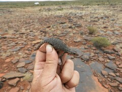 Karusasaurus polyzonus