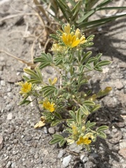 Cleomella obtusifolia