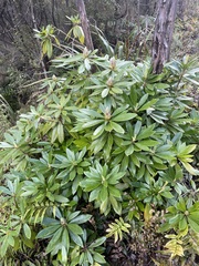 Rhododendron ponticum