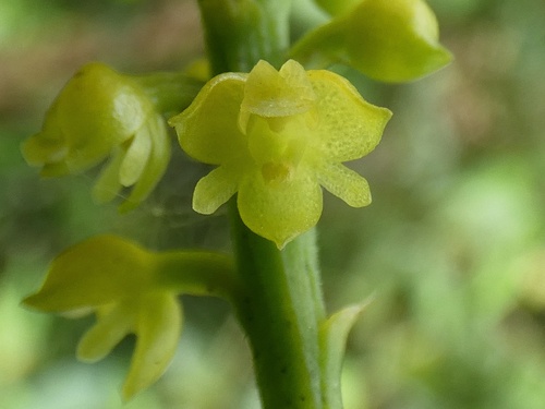 lesser yellowspike orchid (Polystachya foliosa)