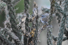 Spizella atrogularis