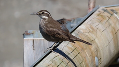 Cinclodes patagonicus