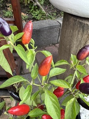 Capsicum