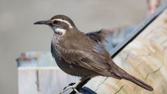 Cinclodes patagonicus