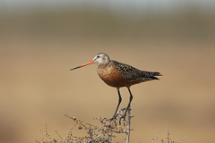 Hudsonian Godwit photo 4