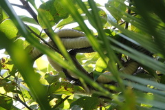 Dendroaspis jamesoni