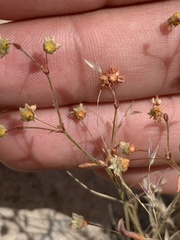 Eriogonum maculatum