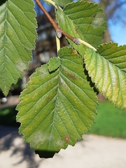 Ulmus minor