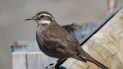 Cinclodes patagonicus