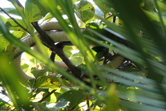 Dendroaspis jamesoni