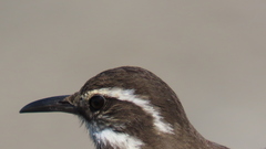 Cinclodes patagonicus