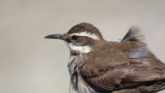 Cinclodes patagonicus