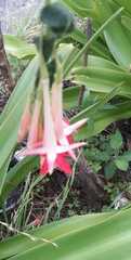 Fuchsia boliviana