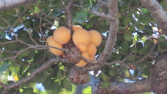 Cyttaria hariotii