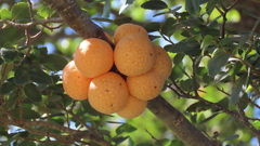 Cyttaria hariotii