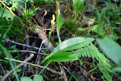 Liparis loeselii