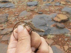 Pedioplanis lineoocellata