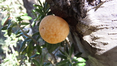Cyttaria hariotii