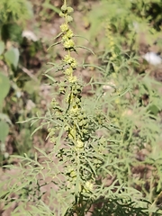 Ambrosia confertiflora