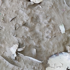 Didelphis virginiana