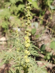 Ambrosia confertiflora