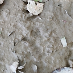 Didelphis virginiana