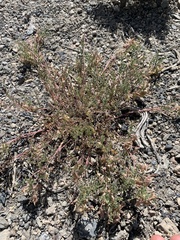 Astragalus johannis-howellii