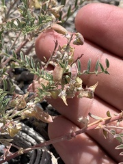Astragalus johannis-howellii