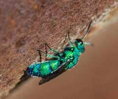 Chrysis conica